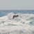Got Barreled surf photos Duranbah Beach (D-bah) by Adar Wallerstein