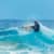 Got Barreled surf photos Snapper Rocks by Simon Garrett