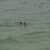 Got Barreled surf photos The Pass by Saki Muramatsu