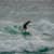 Got Barreled surf photos Duranbah Beach (D-bah) by Pedro  Corsato