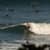 Got Barreled surf photos Duranbah Beach (D-bah) by Ananda Capeletti