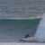 Got Barreled surf photos Kirra by Shunsuke Ogino