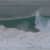 Got Barreled surf photos Kirra by Shunsuke Ogino