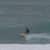 Got Barreled surf photos Kirra by Shunsuke Ogino