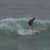 Got Barreled surf photos Brooks Street by Sammy Wingard