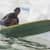 Got Barreled surf photos Rainbow Bay by Oscar Codoceo