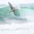 Got Barreled surf photos Snapper Rocks by Dorian Demdoum