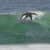 Got Barreled surf photos Snapper Rocks by Alan Minifie