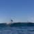 Got Barreled surf photos Bondi Beach by Edward Dostine
