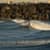 Got Barreled surf photos Duranbah Beach (D-bah) by Ananda Capeletti