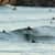 Got Barreled surf photos Duranbah Beach (D-bah) by Ananda Capeletti