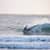 Got Barreled surf photos Snapper Rocks by Samuel Rashleigh