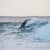 Got Barreled surf photos Snapper Rocks by Samuel Rashleigh