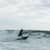 Got Barreled surf photos Black Rocks by Tanner Keat
