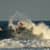 Got Barreled surf photos Snapper Rocks by Brenda Cruz