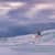 Got Barreled surf photos Snapper Rocks by Simon Garrett